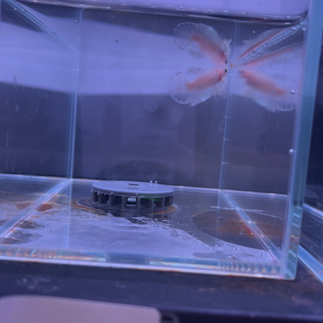 斗鱼泰国斗鱼09号