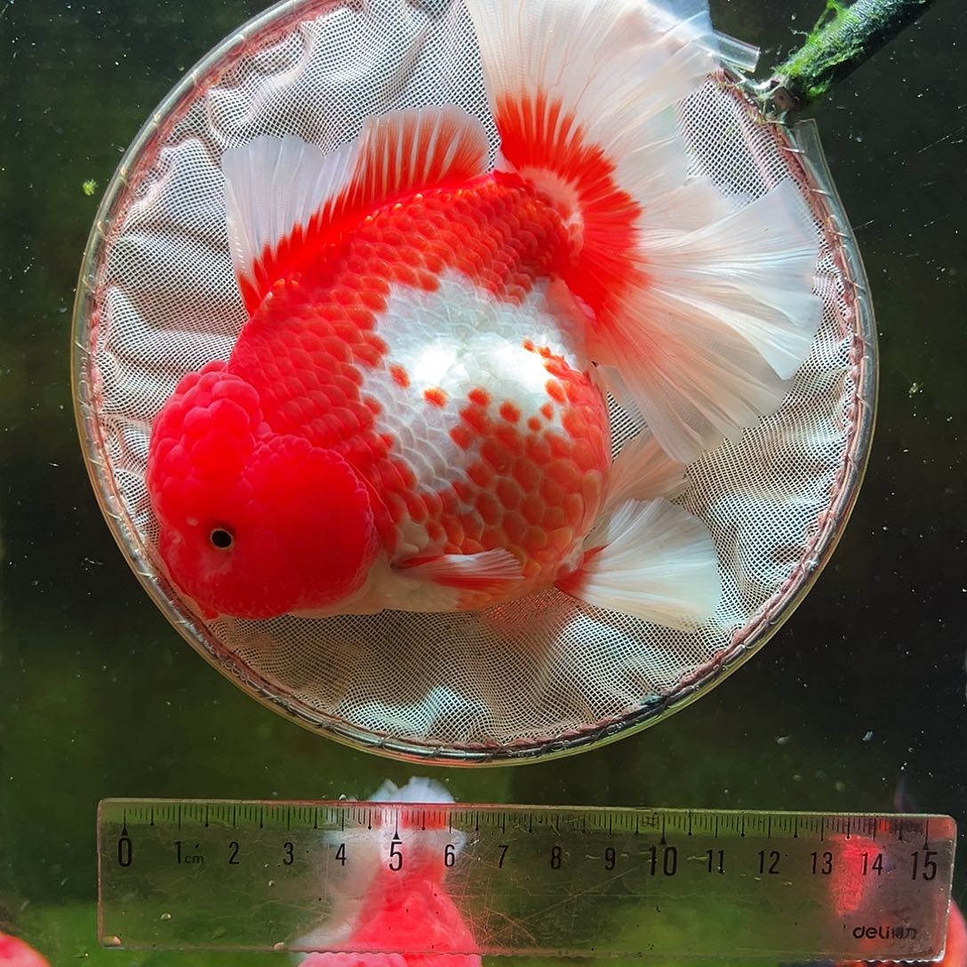 金鱼冷水金鱼百褶泰狮