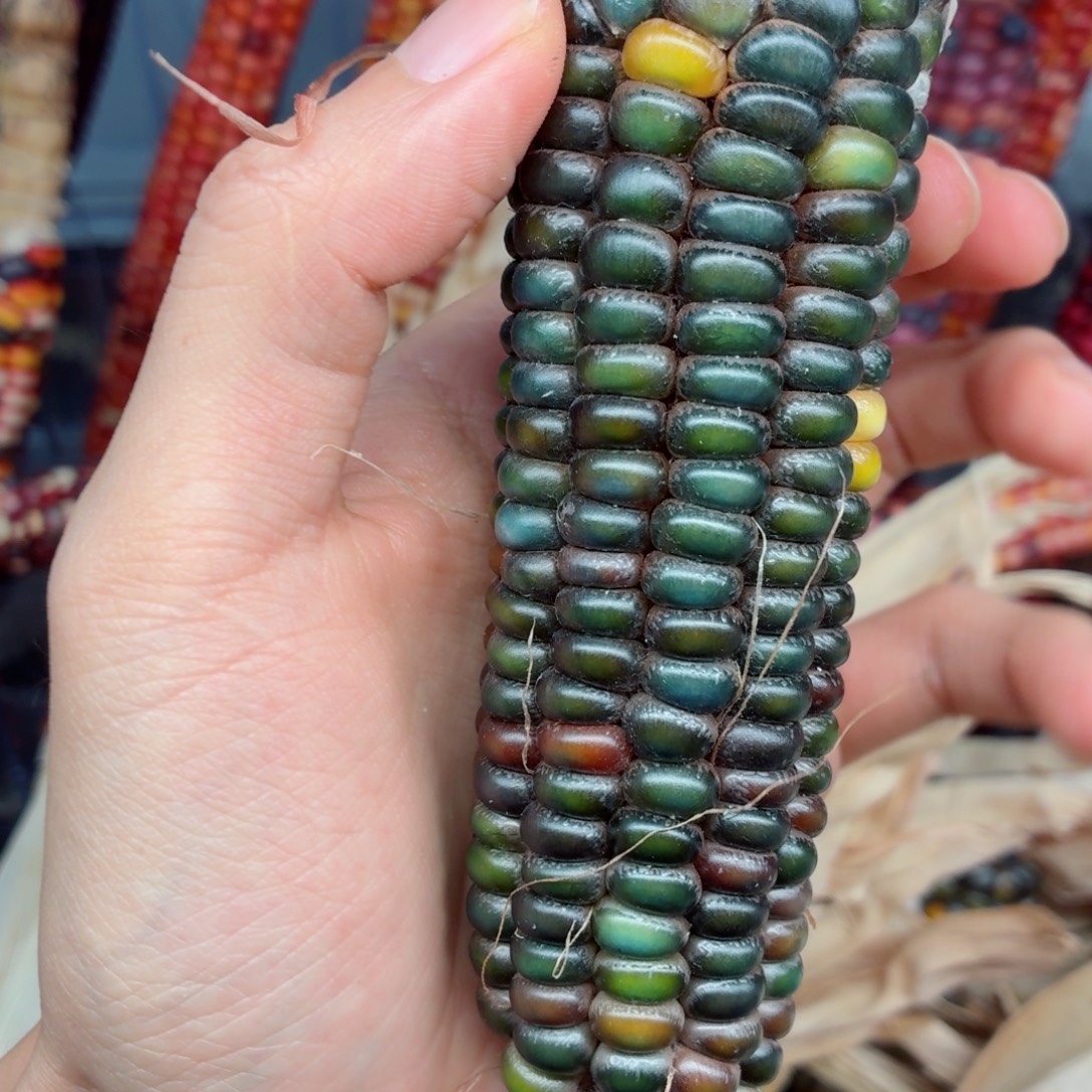 五***黑白玉菩提吊坠文玩精品文玩精品