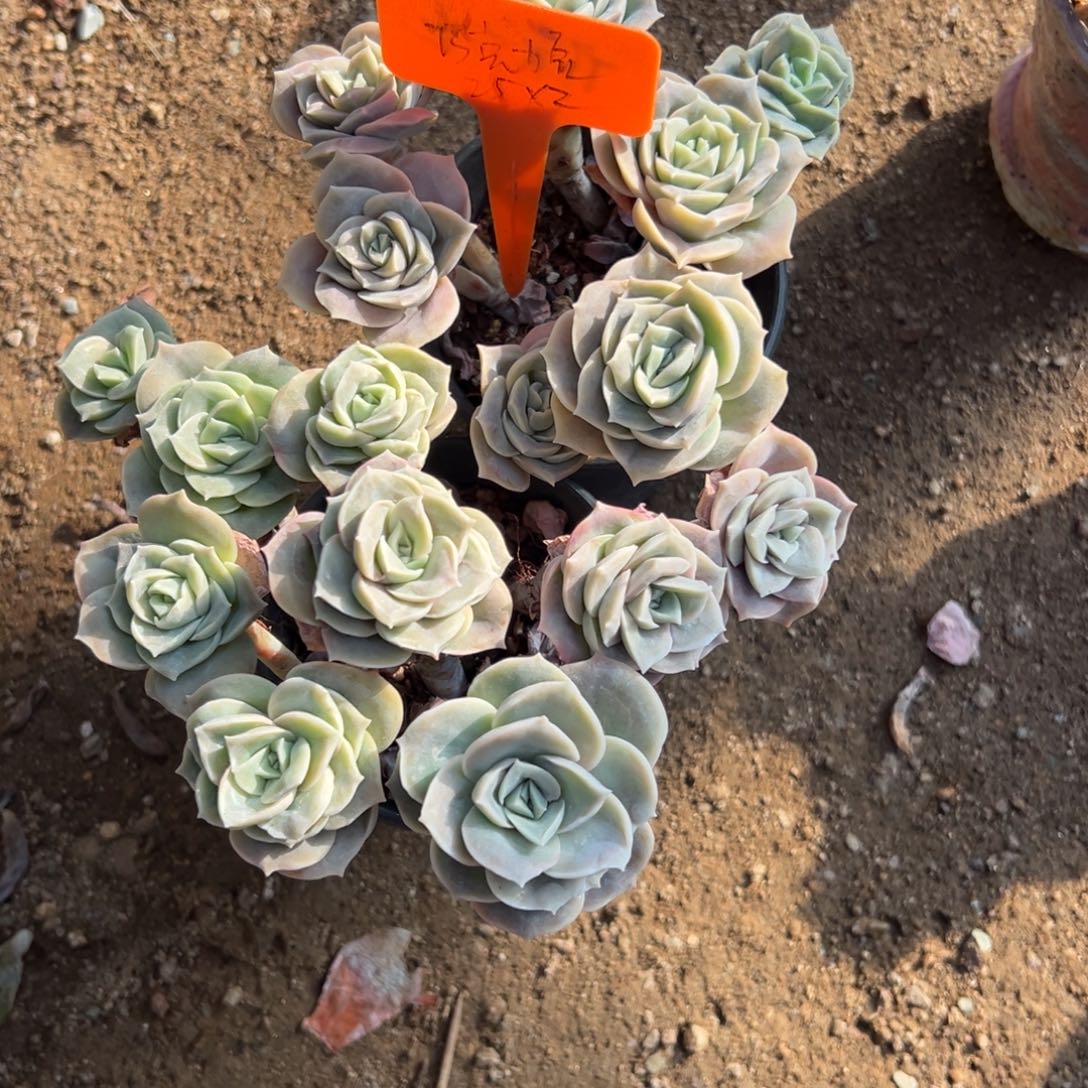 巧***豆可爱玫瑰2颗111111111111111的