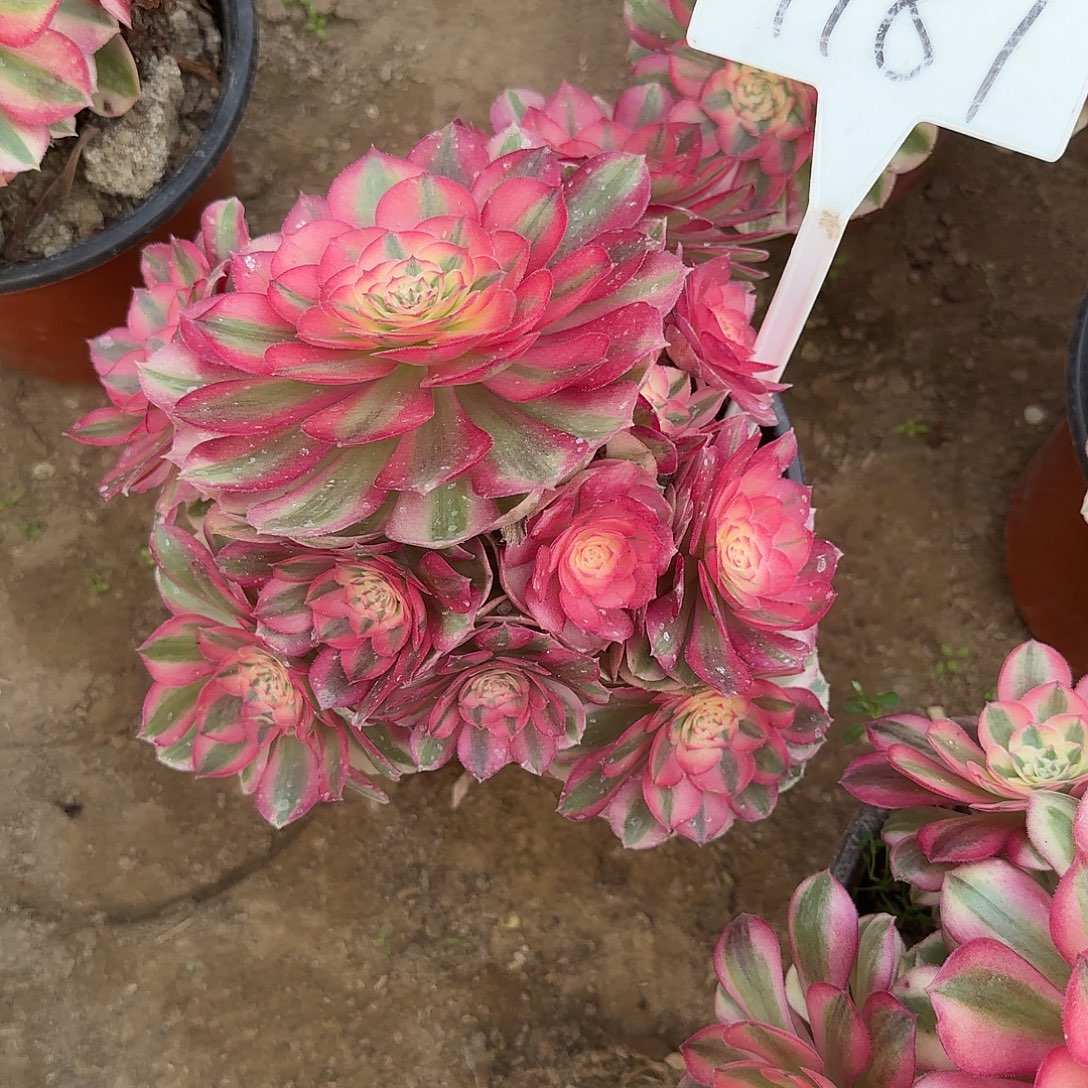 4187倾城多肉法师多肉