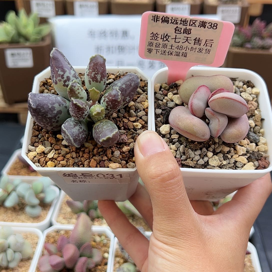 031紫肌二代白肌红蛋多肉