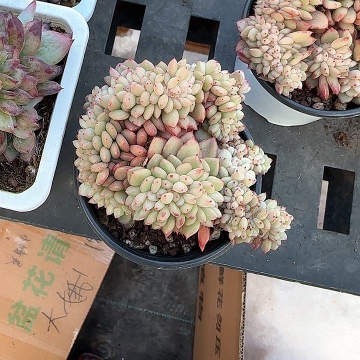 青蛙王子儿童牙膏111