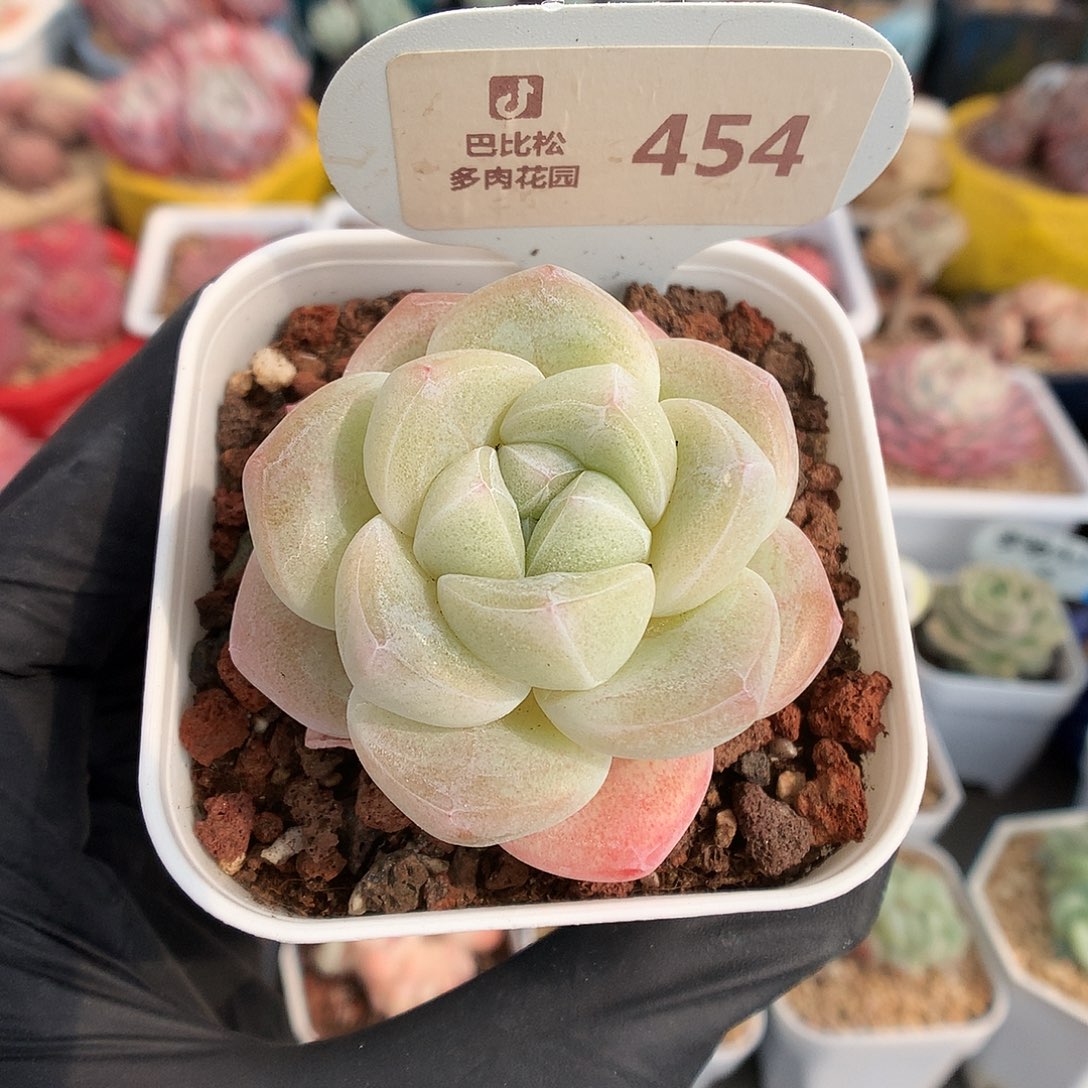 454 透心冰玉多肉