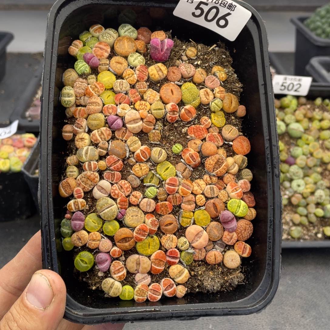 无铅玻璃00000000000000506