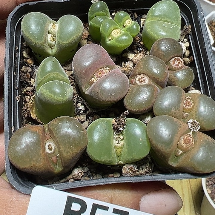 574号特价风铃多肉植物