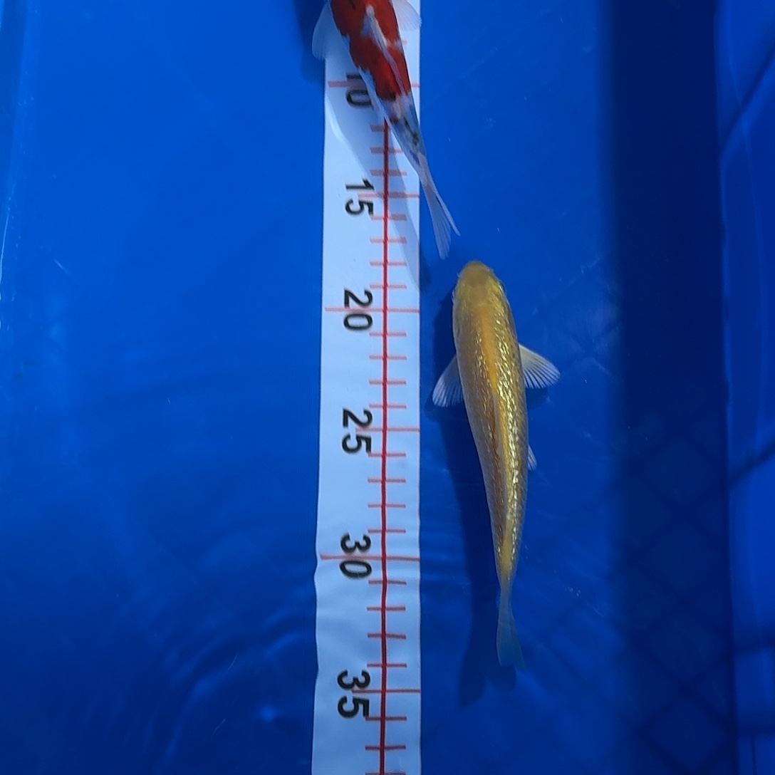 海水鱼冷水鱼淡水鱼广温收到录开箱视频为证