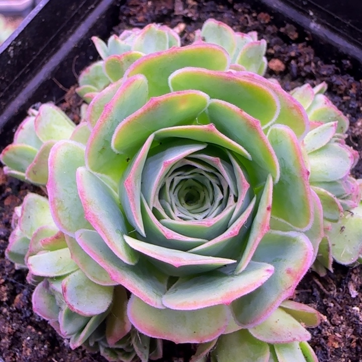 捧花6.5厘米1242424273