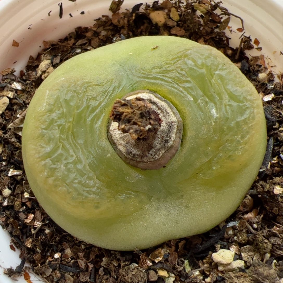 【闪购商品】105 带盆