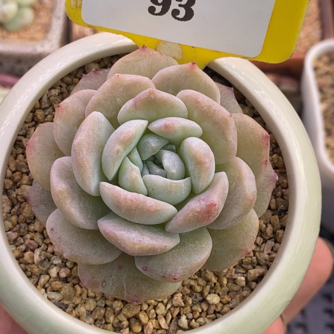 193纯爱石化多肉植物