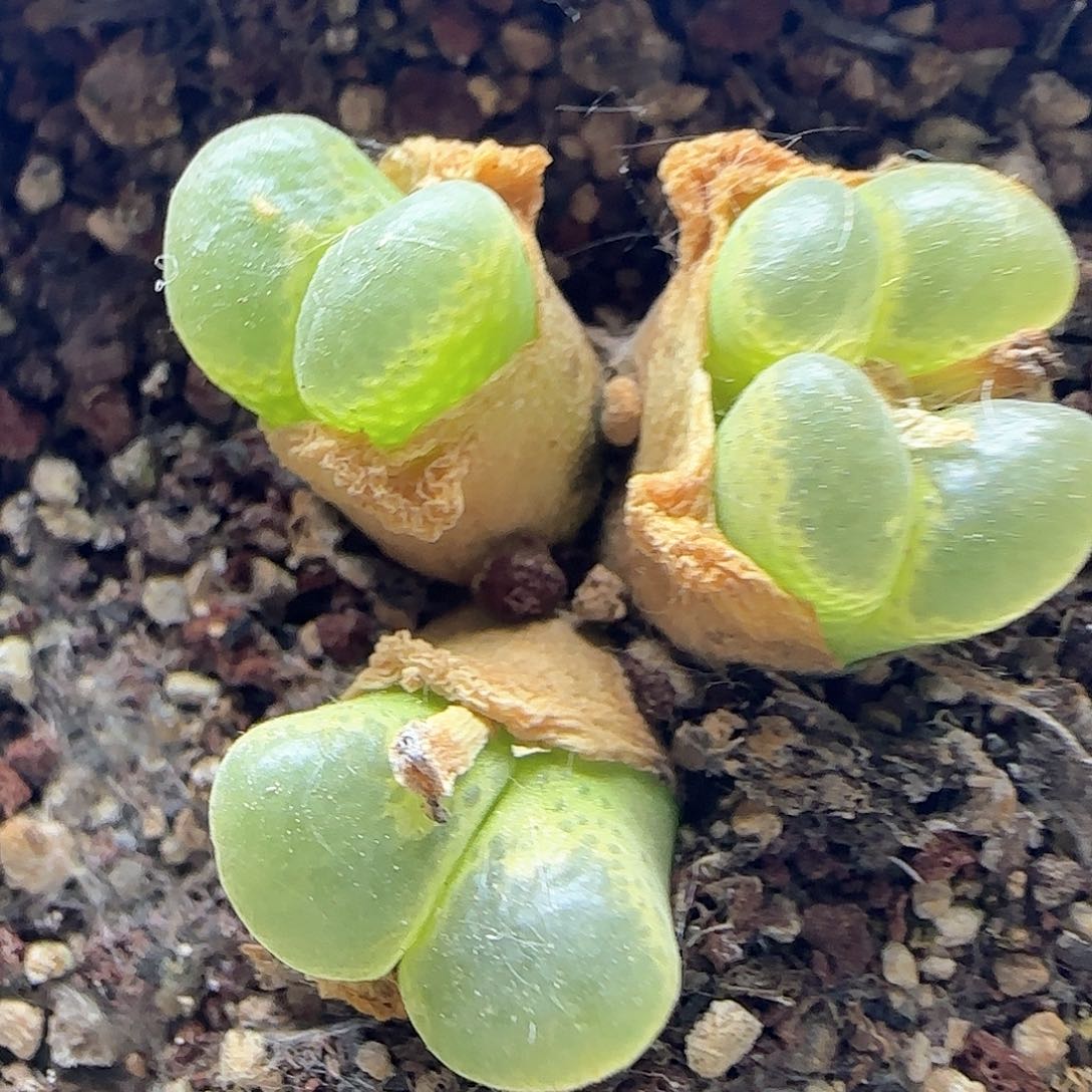 开播福利来啦39163