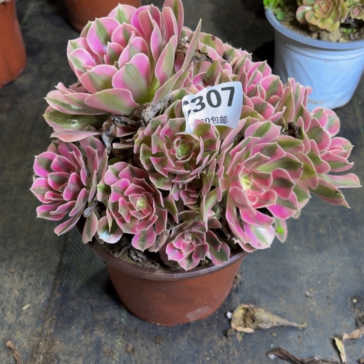 *****瑞妈多肉园艺307-