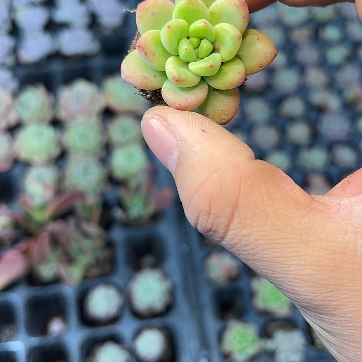 香格里拉 满10颗包邮