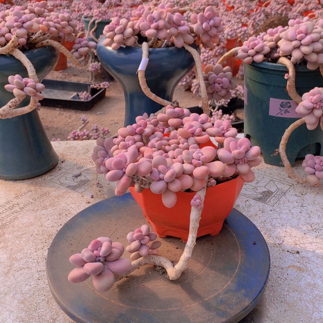 20一物一拍桃蛋老桩