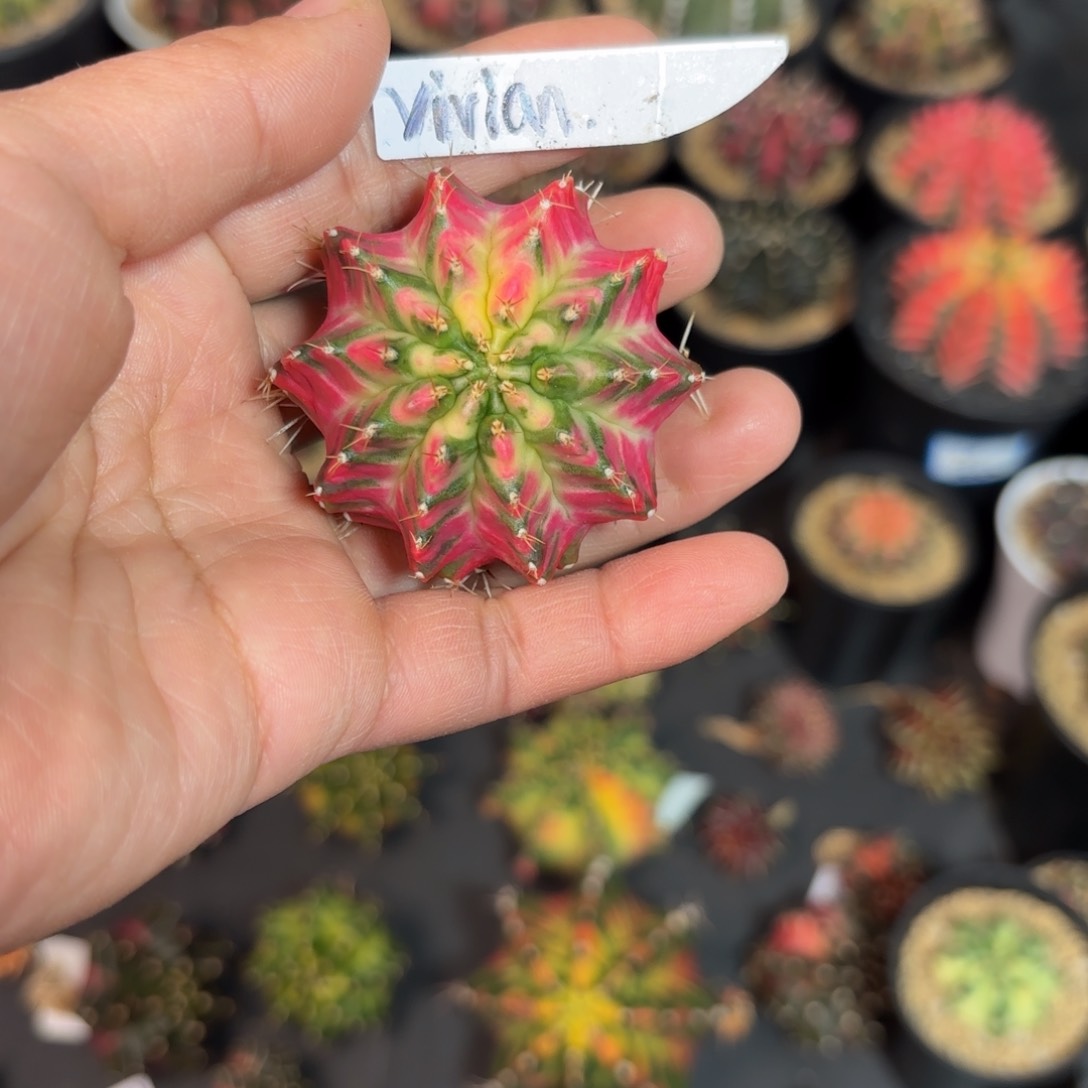 泰系米哈仙人球96号