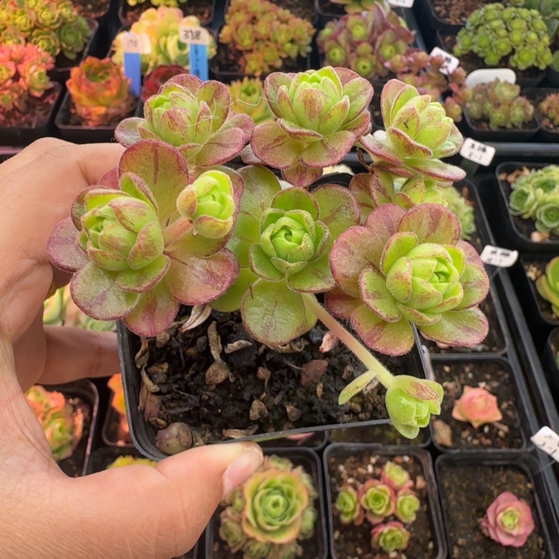 Y****L708半城玫瑰橄榄系列不含盆土