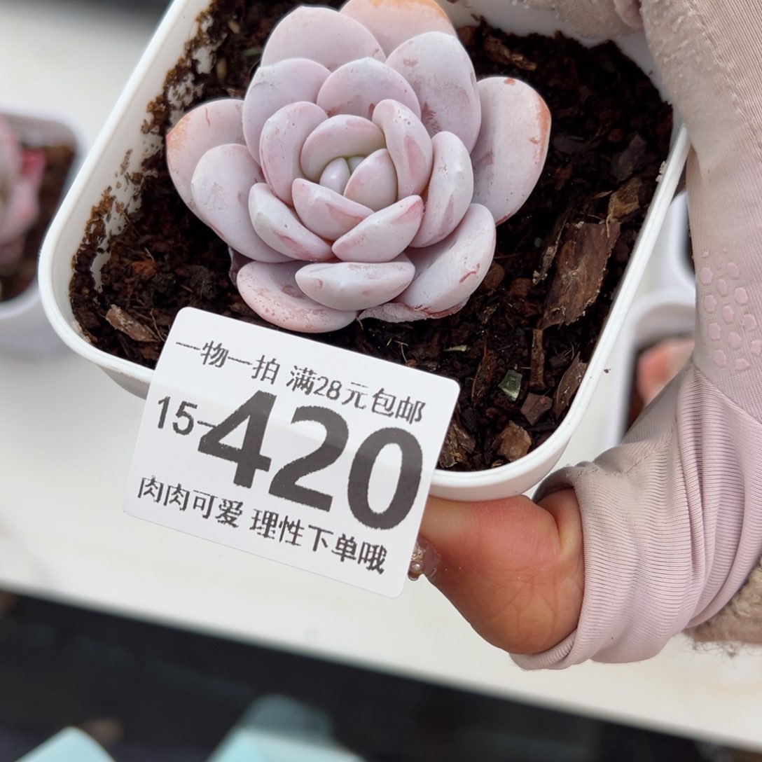 雪莲多肉多肉多肉多肉