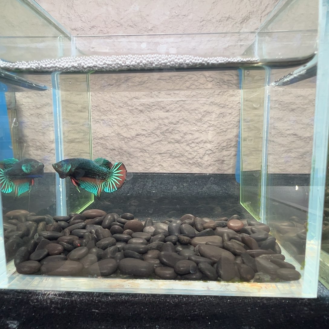 斗鱼阿浩泰斗10日75