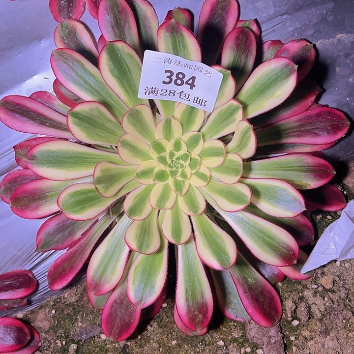 384冰淇淋多肉植物