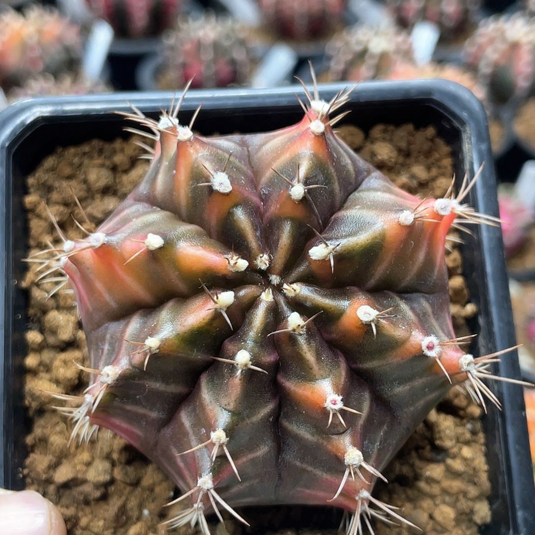 泰系实生根，乌贼B