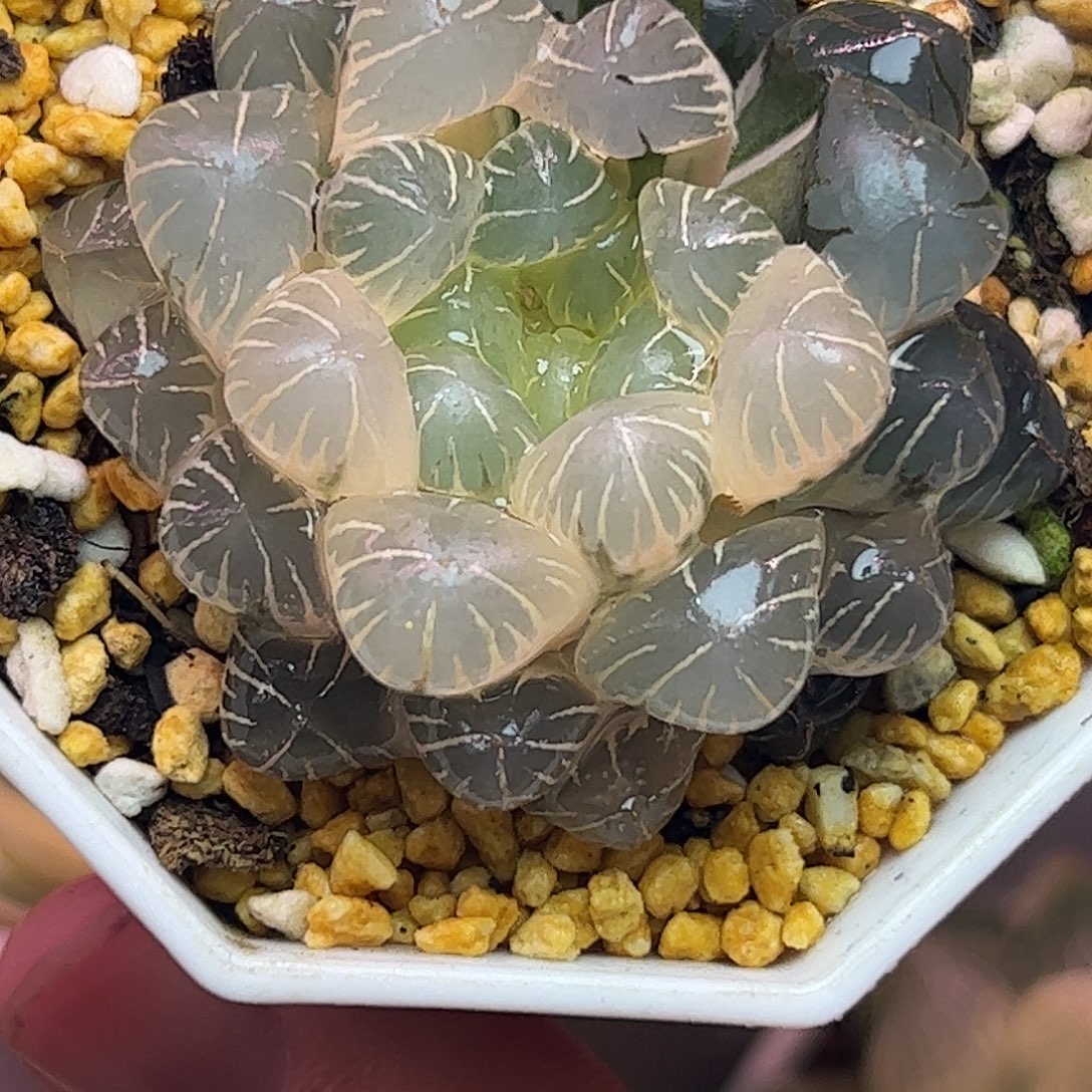 糊斑冰灯锦十二卷多肉