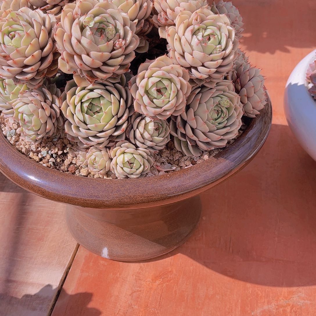 无*多肉酱的做法