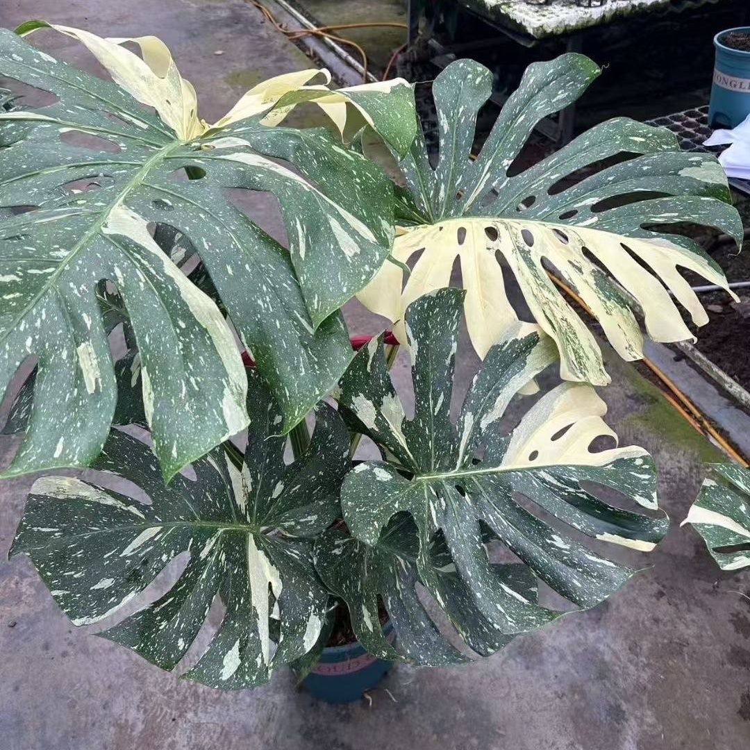 洒金龟背竹网红热植室内装饰好养观叶植物