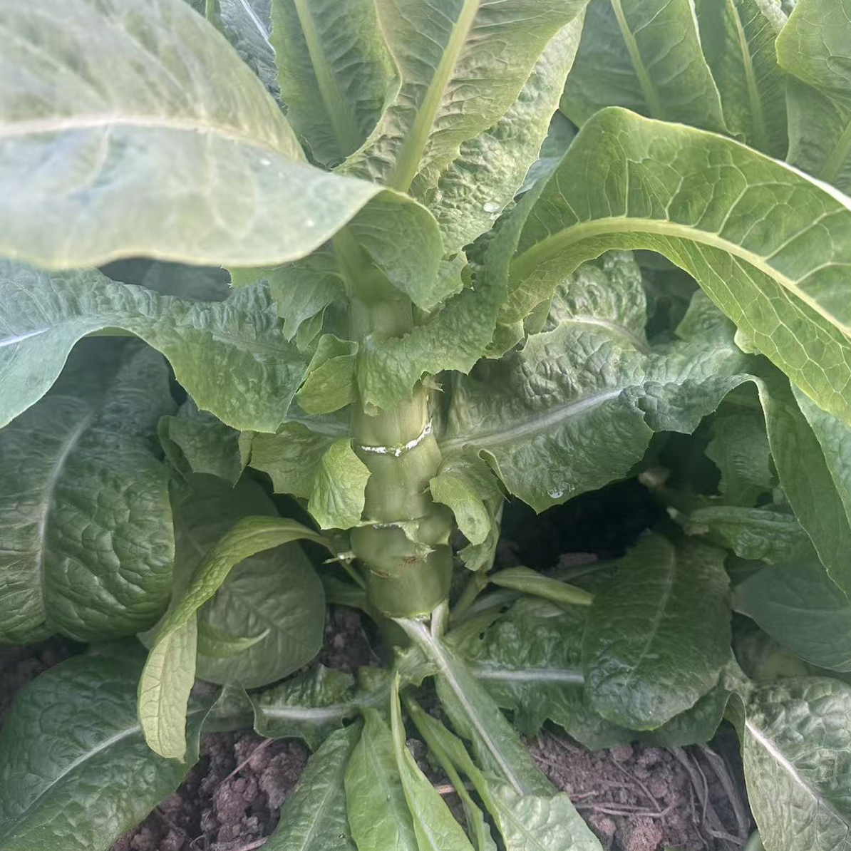 五淮村农户种植莴苣
