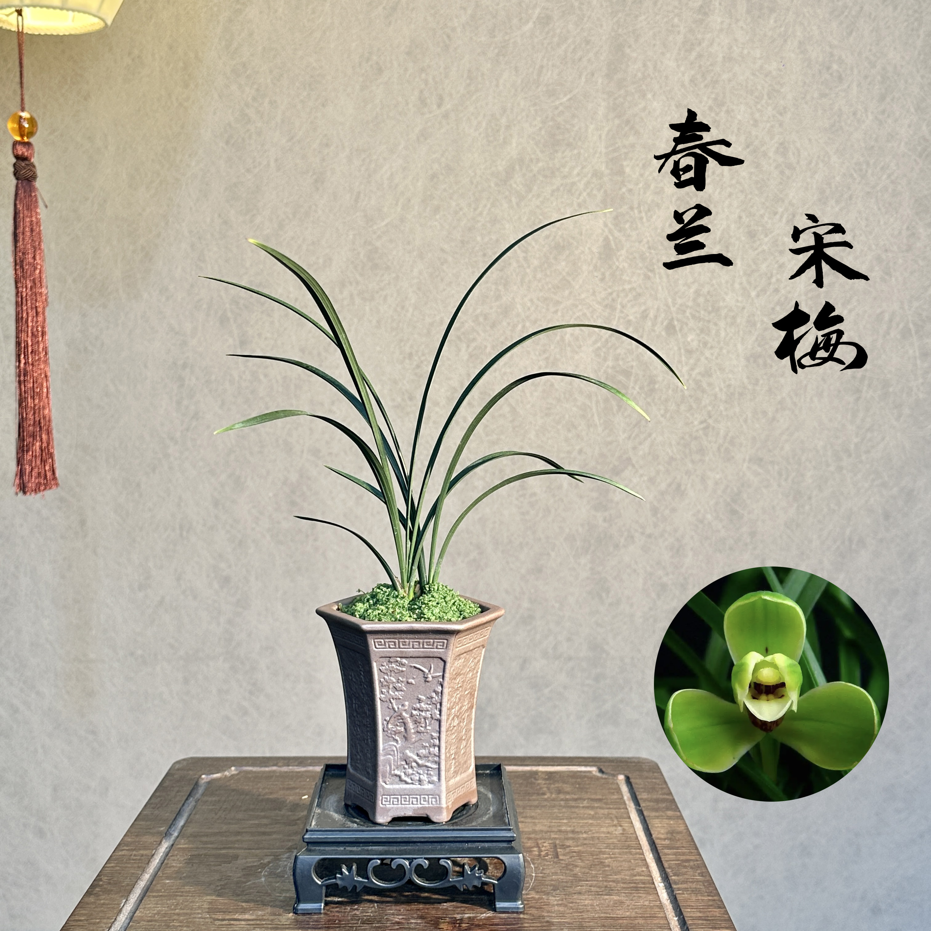 春兰老八种之首宋梅四大天王国兰2苗带盆底座好养易活室内绿植