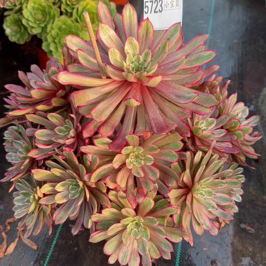 独**然5723多肉紫霞多肉多肉