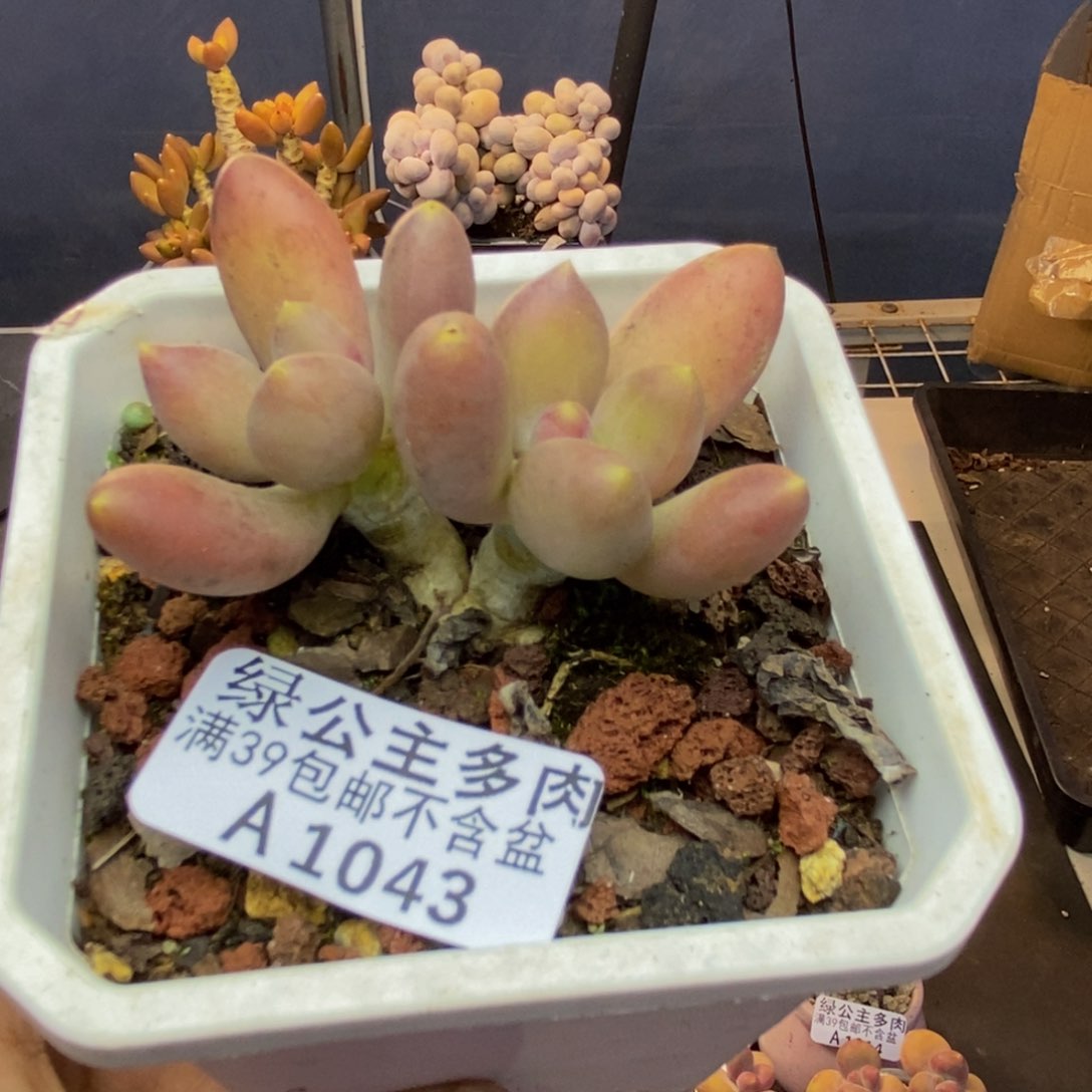 043芒果奶多肉5c m