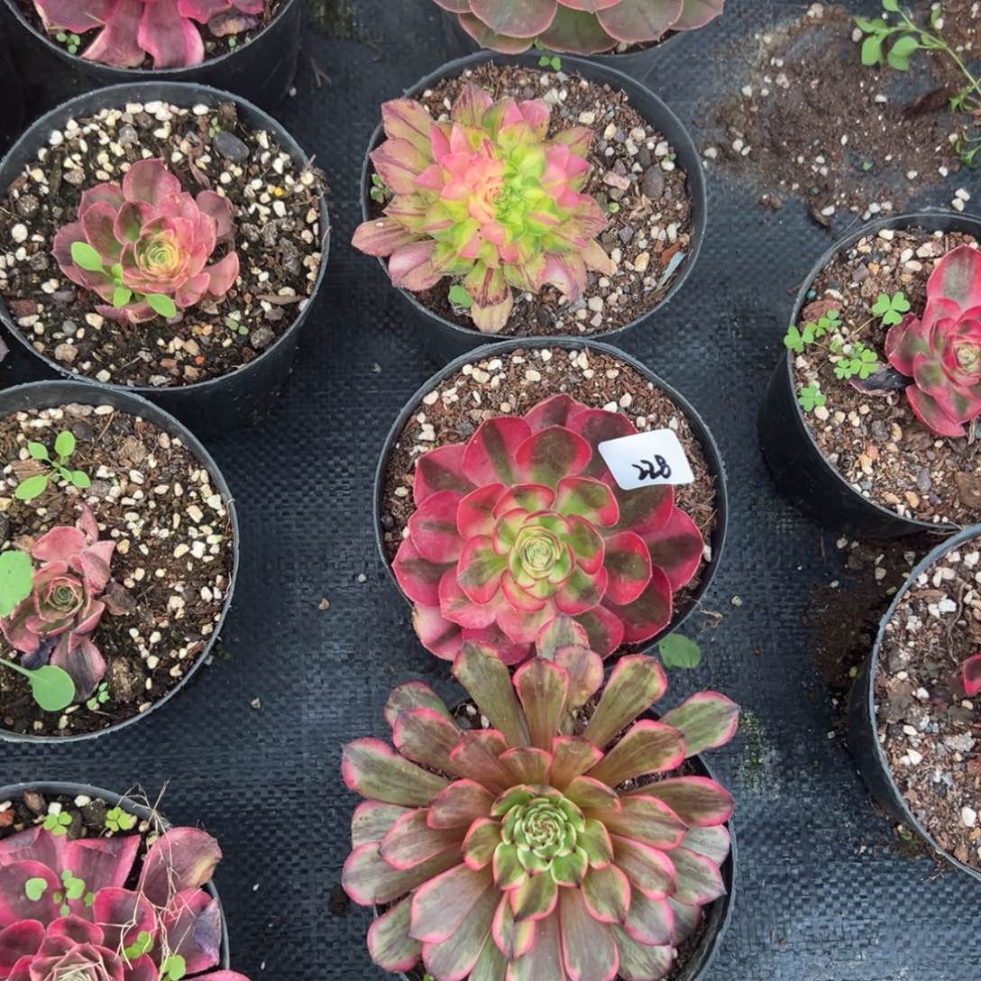 20包邮228五颗多肉嘻嘻嘻