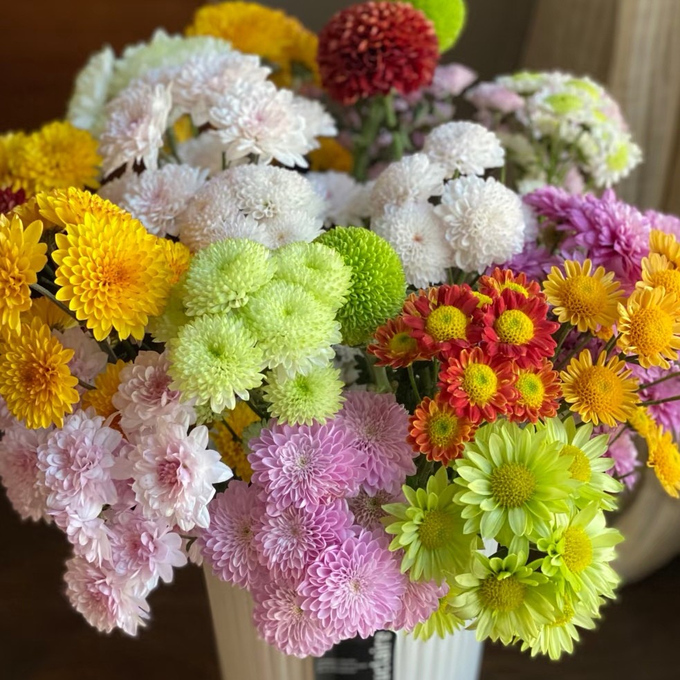 （小雏菊混色）鲜切水培花东北鲜花基地顺丰包邮浪漫办公室优质