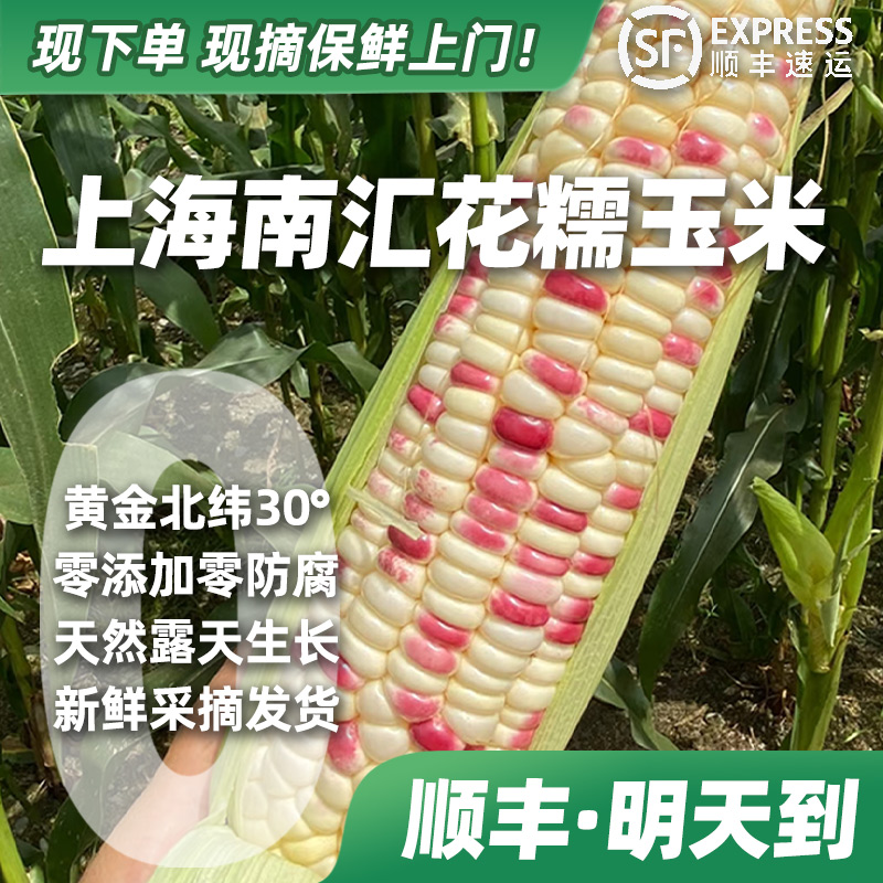 【下单·明天到】南汇本地花糯玉米露天种植头茬新鲜现摘带叶带壳现发包邮带箱顺丰上门售后保障2.5~9.5斤上海市