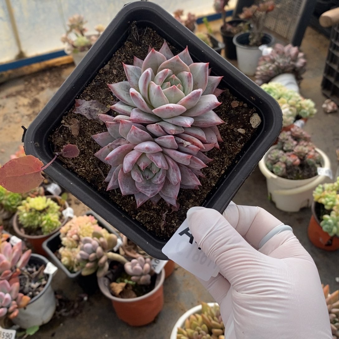 402粉蓝鸟一物一拍