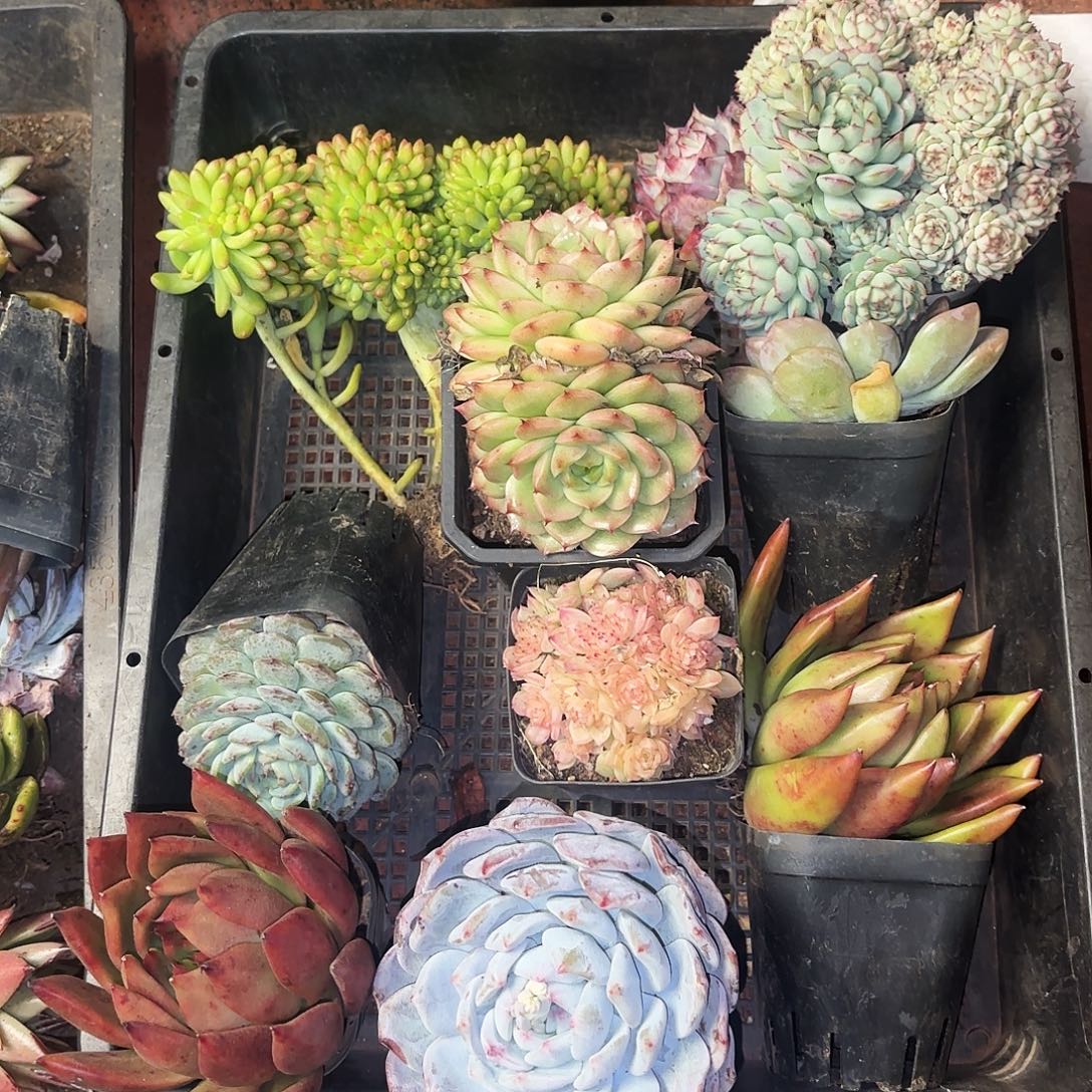 多肉植物框拍433号