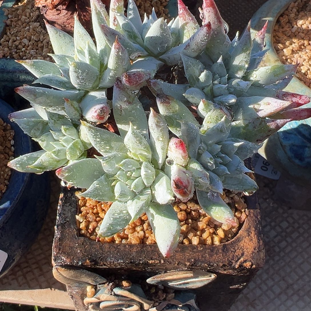 7606奴婢吉娜仙女杯多肉