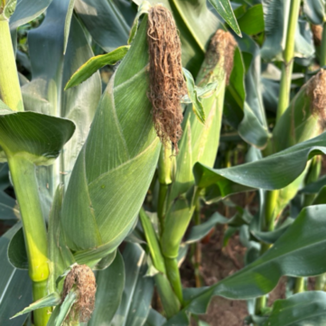 平谷本地玉米美玉27号现掰北京市