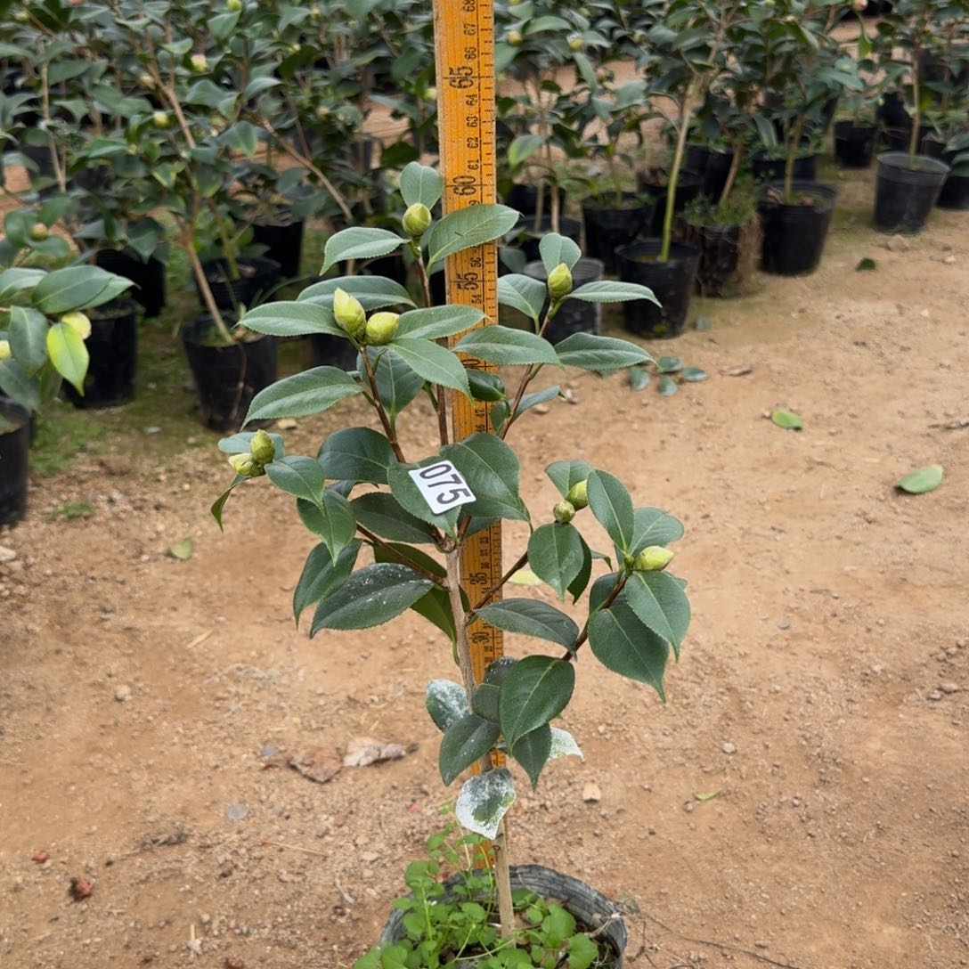 少量花朵（建议范围：2朵-5朵 或40%以下）075白瑞琪