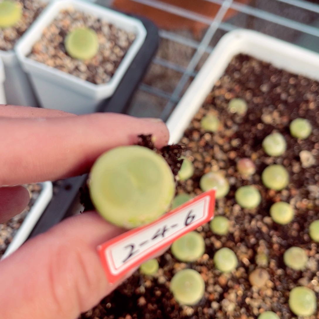 肉锥脱土发……246