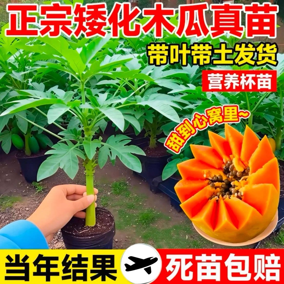 广西冰糖心木瓜苗矮化特大南方四季红心水果木瓜盆栽地栽庭院种植