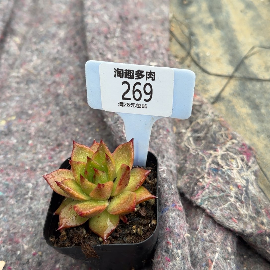 多肉植物乌木系列