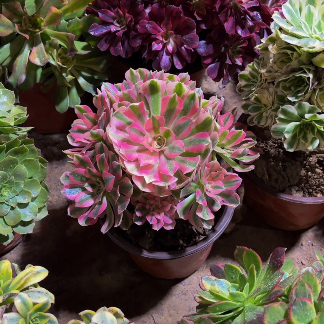 粉女巫手捧9.9多肉植物