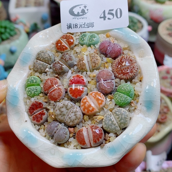 生石花花花花花花花450