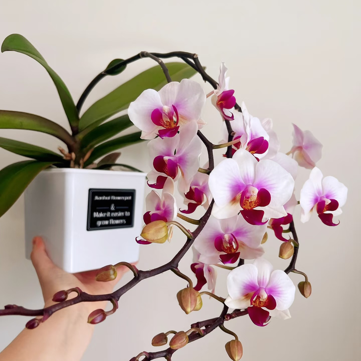 渟叙【阿诗玛】3.0寸 带花带花苞发货 花卉阳台植物