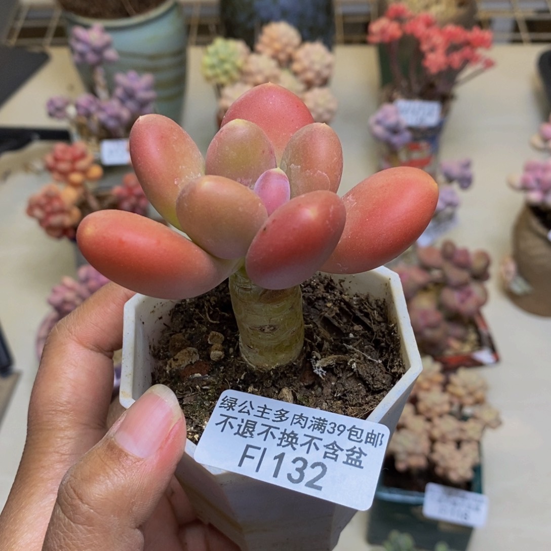 132金蟾多肉肉5cm