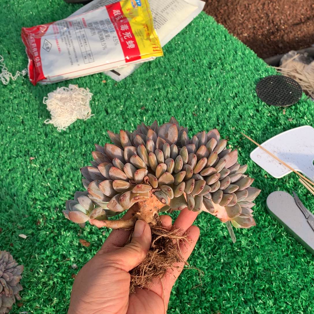 036橙子缀多肉植物有瑕