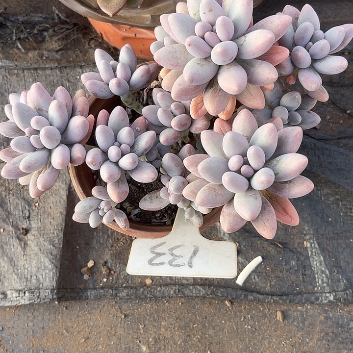 A***忧两单包邮，晨语多肉133