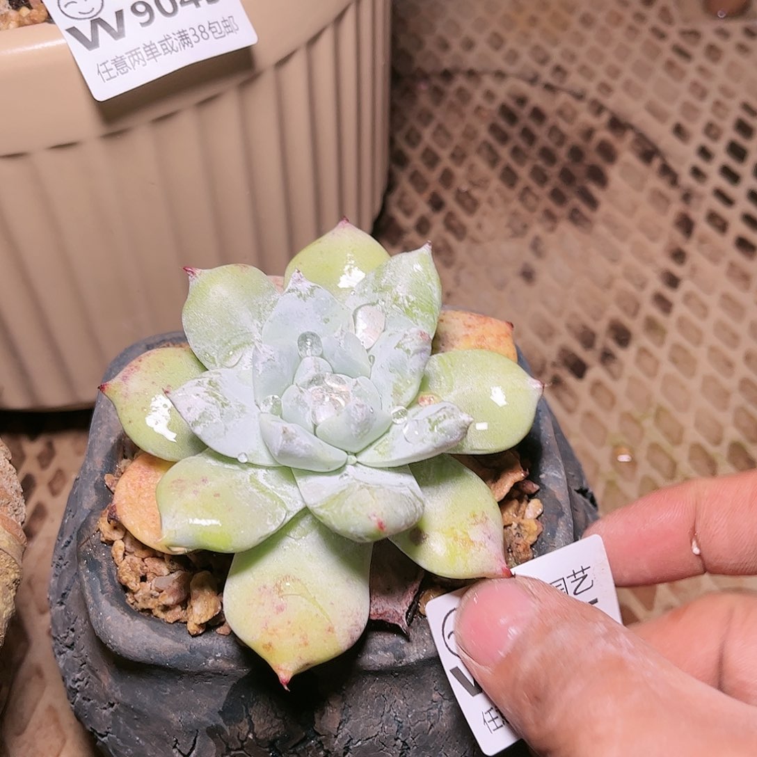 9045牡丹苹果叶多肉