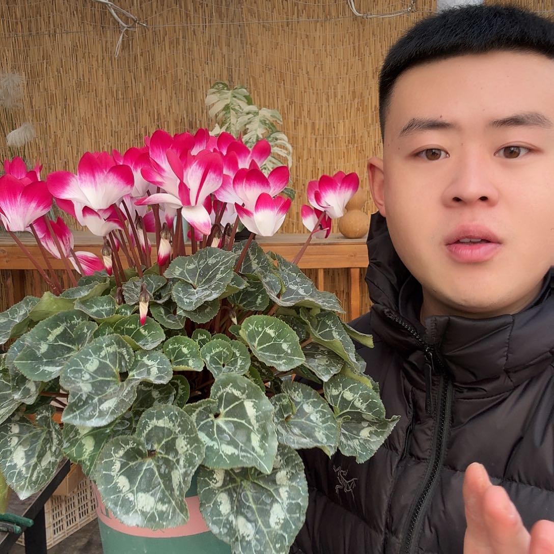 无花朵音迪卡品红